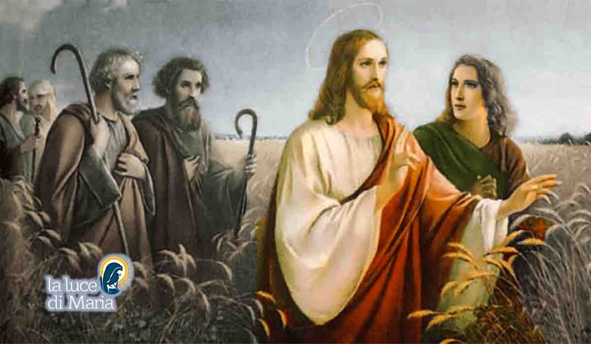 Vangelo Gesu Apostoli campi di grano