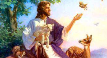 Gli animali vanno in paradiso? Cosa dicono il Papa e la Chiesa