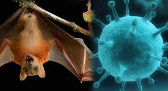 Pandemia: gli esperti allarmati davanti al pericolo Nipah