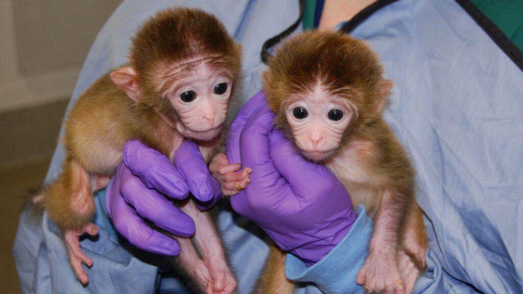 embrioni uomo scimmia