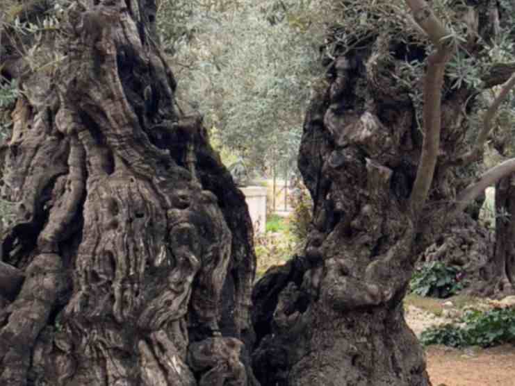 albero-getsemani-1