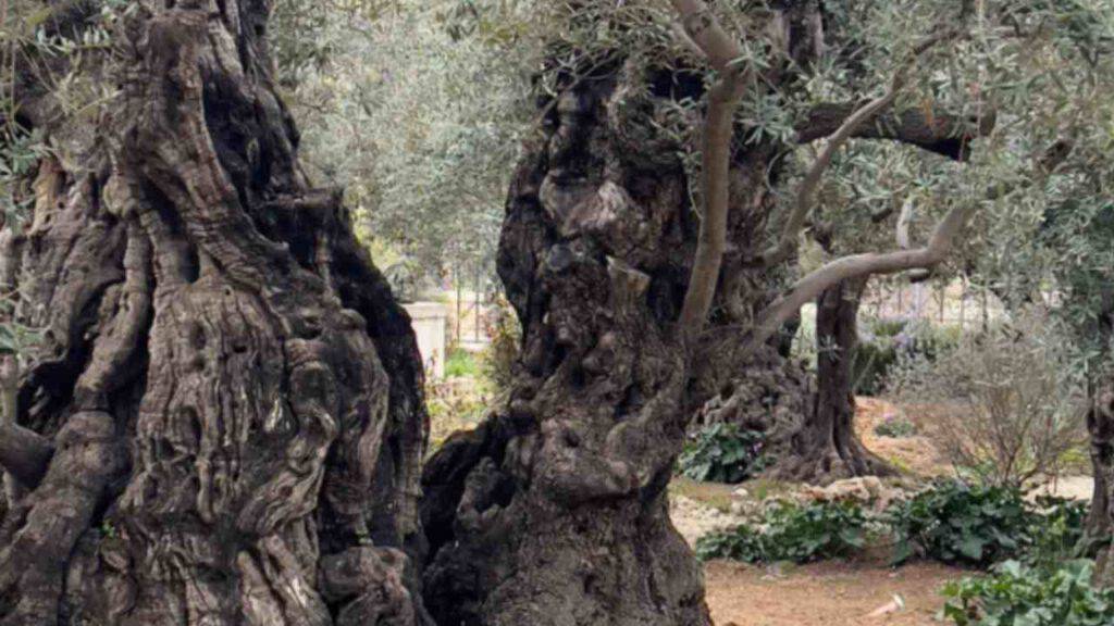La foto spopola sul web | Ecco cosa si vede nell’Orto del Getsemani