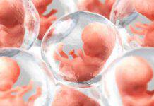 embrioni sintetici