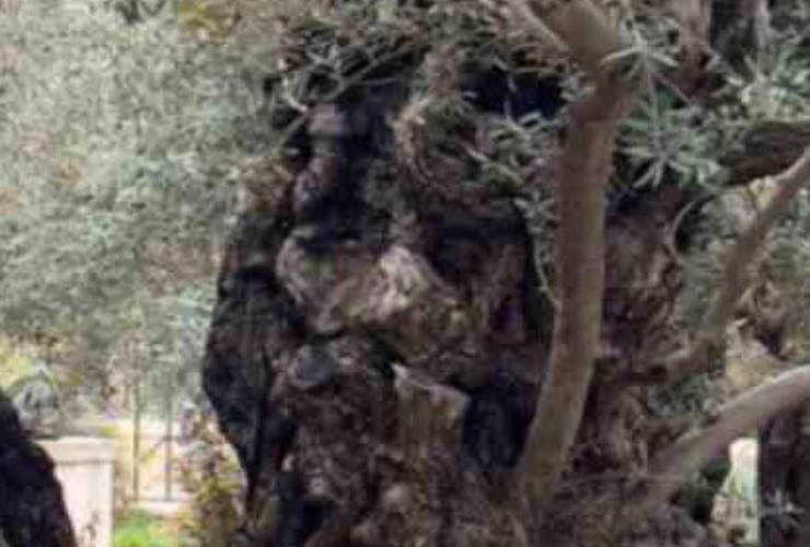 La foto spopola sul web ecco cosa si vede nell’Orto del Getsemani