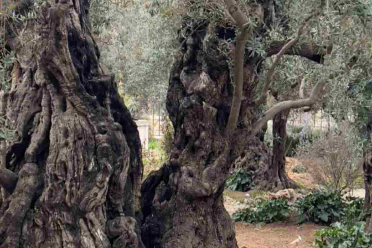 La foto spopola sul web: ecco cosa si vede nell’Orto del Getsemani