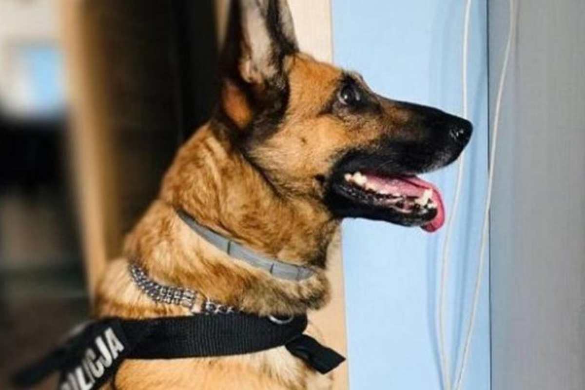 I cani poliziotto percepiscono "qualcuno" vivo nel Tabernacolo
