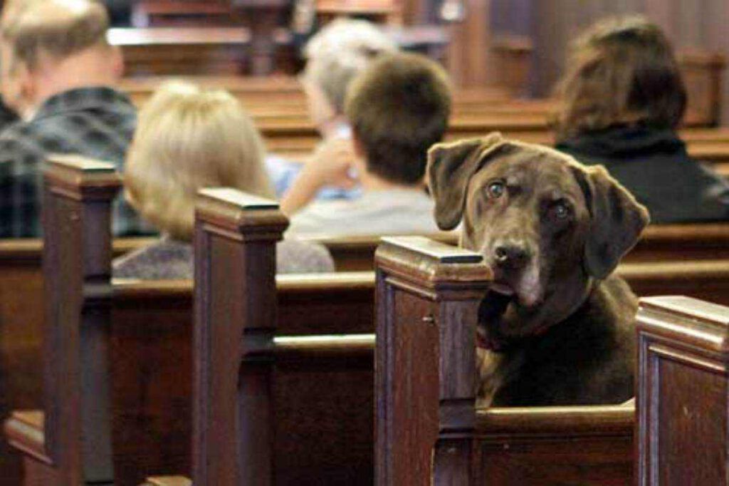 Il cane a Messa: è consentito portarlo con noi oppure no? Il cane a Messa: è consentito portarlo con noi oppure no?