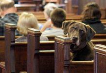 Il cane a messa?