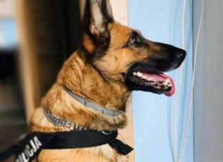 I cani poliziotto percepiscono "qualcuno" vivo nel Tabernacolo