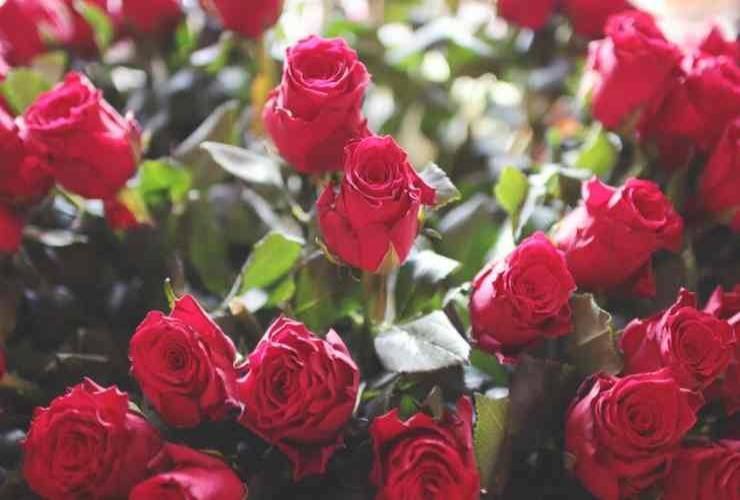 rose-rosse