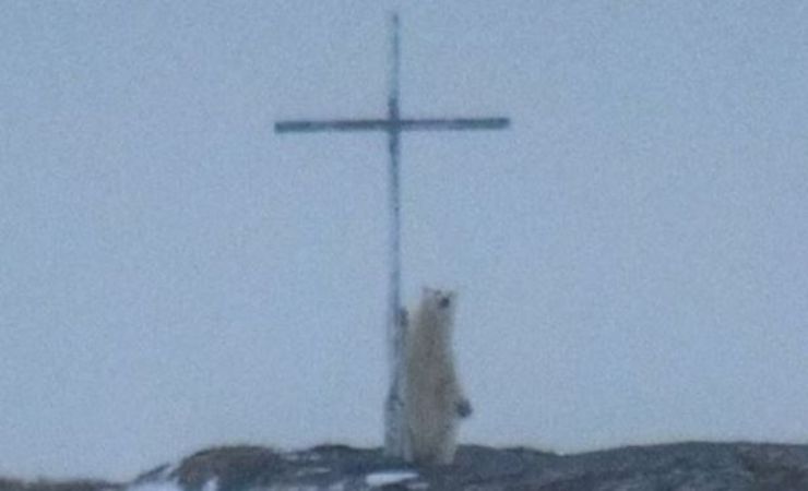 orso prega foto