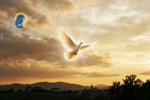 colomba spirito santo con tramonto